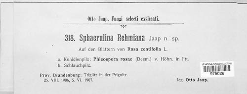 Sphaerulina rehmiana image